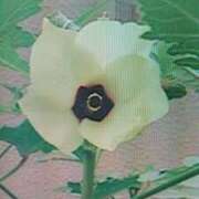 ヒメ日記 2025/09/24 20:28 投稿 古田 笑 五十路マダムエクスプレス神戸店(カサブランカグループ)