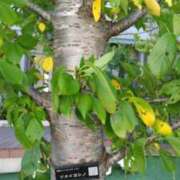 ヒメ日記 2025/10/09 08:00 投稿 古田 笑 五十路マダムエクスプレス神戸店(カサブランカグループ)