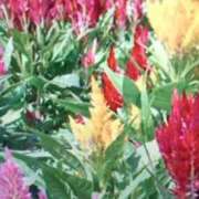 ヒメ日記 2025/10/11 18:26 投稿 古田 笑 五十路マダムエクスプレス神戸店(カサブランカグループ)