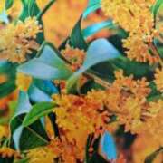 ヒメ日記 2025/10/17 07:18 投稿 古田 笑 五十路マダムエクスプレス神戸店(カサブランカグループ)