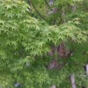 ヒメ日記 2025/10/21 10:00 投稿 古田 笑 五十路マダムエクスプレス神戸店(カサブランカグループ)