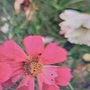 ヒメ日記 2025/10/22 07:56 投稿 古田 笑 五十路マダムエクスプレス神戸店(カサブランカグループ)