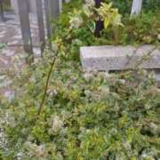 ヒメ日記 2025/11/17 10:20 投稿 古田 笑 五十路マダムエクスプレス神戸店(カサブランカグループ)