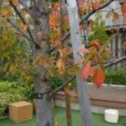 ヒメ日記 2025/11/20 08:00 投稿 古田 笑 五十路マダムエクスプレス神戸店(カサブランカグループ)