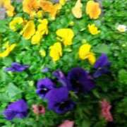 ヒメ日記 2025/11/25 22:38 投稿 古田 笑 五十路マダムエクスプレス神戸店(カサブランカグループ)