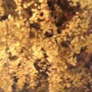 ヒメ日記 2025/11/28 23:04 投稿 古田 笑 五十路マダムエクスプレス神戸店(カサブランカグループ)