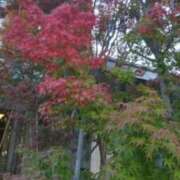 ヒメ日記 2025/11/30 14:10 投稿 古田 笑 五十路マダムエクスプレス神戸店(カサブランカグループ)