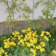 ヒメ日記 2025/12/01 10:56 投稿 古田 笑 五十路マダムエクスプレス神戸店(カサブランカグループ)