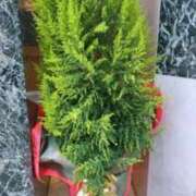 ヒメ日記 2025/12/03 15:32 投稿 古田 笑 五十路マダムエクスプレス神戸店(カサブランカグループ)