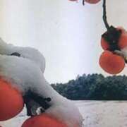 ヒメ日記 2025/12/04 23:14 投稿 古田 笑 五十路マダムエクスプレス神戸店(カサブランカグループ)