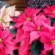 ヒメ日記 2025/12/08 11:58 投稿 古田 笑 五十路マダムエクスプレス神戸店(カサブランカグループ)