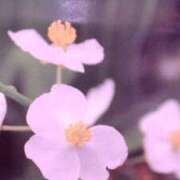 ヒメ日記 2025/12/12 09:06 投稿 古田 笑 五十路マダムエクスプレス神戸店(カサブランカグループ)