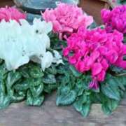 ヒメ日記 2026/01/09 21:16 投稿 古田 笑 五十路マダムエクスプレス神戸店(カサブランカグループ)