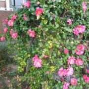 ヒメ日記 2026/01/25 08:12 投稿 古田 笑 五十路マダムエクスプレス神戸店(カサブランカグループ)