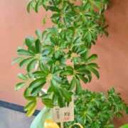 ヒメ日記 2026/02/24 22:08 投稿 古田 笑 五十路マダムエクスプレス神戸店(カサブランカグループ)