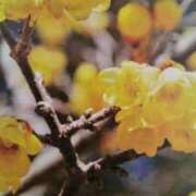 ヒメ日記 2026/03/04 18:50 投稿 古田 笑 五十路マダムエクスプレス神戸店(カサブランカグループ)