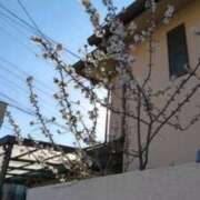 ヒメ日記 2026/03/12 08:30 投稿 古田 笑 五十路マダムエクスプレス神戸店(カサブランカグループ)