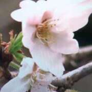 ヒメ日記 2026/03/20 09:08 投稿 古田 笑 五十路マダムエクスプレス神戸店(カサブランカグループ)