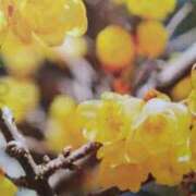 ヒメ日記 2026/03/22 07:52 投稿 古田 笑 五十路マダムエクスプレス神戸店(カサブランカグループ)