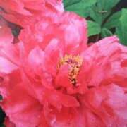 ヒメ日記 2026/03/24 23:12 投稿 古田 笑 五十路マダムエクスプレス神戸店(カサブランカグループ)