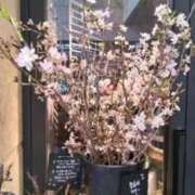 ヒメ日記 2026/03/28 11:38 投稿 古田 笑 五十路マダムエクスプレス神戸店(カサブランカグループ)