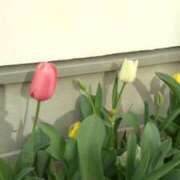 ヒメ日記 2026/04/02 08:06 投稿 古田 笑 五十路マダムエクスプレス神戸店(カサブランカグループ)