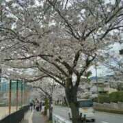 古田 笑 お花見 五十路マダムエクスプレス神戸店(カサブランカグループ)