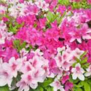 ヒメ日記 2026/04/29 16:04 投稿 古田 笑 五十路マダムエクスプレス神戸店(カサブランカグループ)