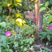ヒメ日記 2026/06/15 07:56 投稿 古田 笑 五十路マダムエクスプレス神戸店(カサブランカグループ)