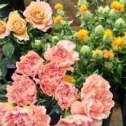 ヒメ日記 2026/06/18 23:52 投稿 古田 笑 五十路マダムエクスプレス神戸店(カサブランカグループ)