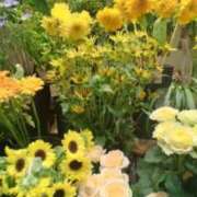 ヒメ日記 2026/08/14 12:36 投稿 古田 笑 五十路マダムエクスプレス神戸店(カサブランカグループ)
