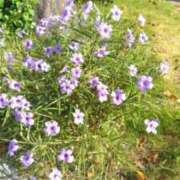 ヒメ日記 2026/08/20 08:56 投稿 古田 笑 五十路マダムエクスプレス神戸店(カサブランカグループ)
