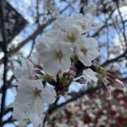 ヒメ日記 2025/04/03 17:12 投稿 高井千冬 五十路マダムエクスプレス神戸店(カサブランカグループ)