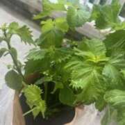 ヒメ日記 2025/06/24 13:16 投稿 高井千冬 五十路マダムエクスプレス神戸店(カサブランカグループ)