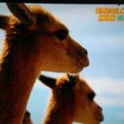 谷繁旬子 お疲れ様です(*⌒∇⌒*) 五十路マダムエクスプレス神戸店(カサブランカグループ)