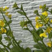 ヒメ日記 2025/03/17 12:00 投稿 川池江里奈 五十路マダムエクスプレス神戸店(カサブランカグループ)