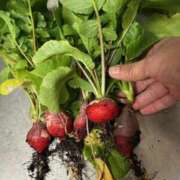 ヒメ日記 2025/03/18 16:28 投稿 川池江里奈 五十路マダムエクスプレス神戸店(カサブランカグループ)