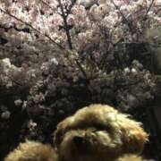 ヒメ日記 2025/04/06 13:02 投稿 川池江里奈 五十路マダムエクスプレス神戸店(カサブランカグループ)