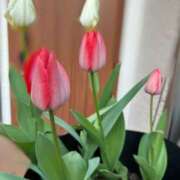 ヒメ日記 2025/04/11 10:28 投稿 川池江里奈 五十路マダムエクスプレス神戸店(カサブランカグループ)