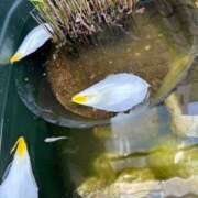 ヒメ日記 2025/04/15 17:34 投稿 川池江里奈 五十路マダムエクスプレス神戸店(カサブランカグループ)