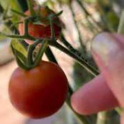 ヒメ日記 2025/07/25 15:38 投稿 川池江里奈 五十路マダムエクスプレス神戸店(カサブランカグループ)