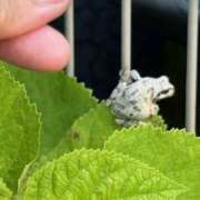 ヒメ日記 2025/08/01 07:08 投稿 川池江里奈 五十路マダムエクスプレス神戸店(カサブランカグループ)