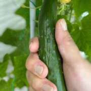 ヒメ日記 2025/08/06 18:12 投稿 川池江里奈 五十路マダムエクスプレス神戸店(カサブランカグループ)