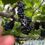 ヒメ日記 2025/09/04 07:34 投稿 川池江里奈 五十路マダムエクスプレス神戸店(カサブランカグループ)