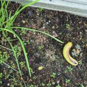 ヒメ日記 2025/09/15 11:58 投稿 川池江里奈 五十路マダムエクスプレス神戸店(カサブランカグループ)