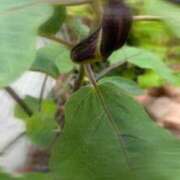 ヒメ日記 2025/10/02 06:20 投稿 川池江里奈 五十路マダムエクスプレス神戸店(カサブランカグループ)