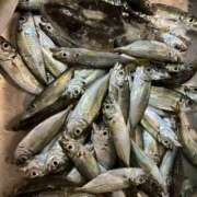 ヒメ日記 2025/10/02 21:14 投稿 川池江里奈 五十路マダムエクスプレス神戸店(カサブランカグループ)