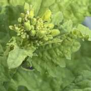 ヒメ日記 2025/12/23 12:08 投稿 川池江里奈 五十路マダムエクスプレス神戸店(カサブランカグループ)