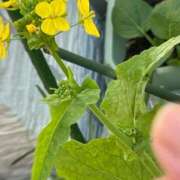 ヒメ日記 2025/12/30 12:46 投稿 川池江里奈 五十路マダムエクスプレス神戸店(カサブランカグループ)