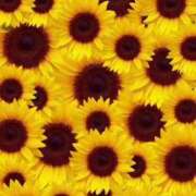 ヒメ日記 2025/08/01 20:08 投稿 安藤　ねね 未熟な人妻